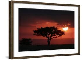 Tree silhouetted at sunset, Masai Mara, Kenya-Martin Withers-Framed Photographic Print