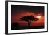 Tree silhouetted at sunset, Masai Mara, Kenya-Martin Withers-Framed Photographic Print