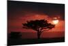 Tree silhouetted at sunset, Masai Mara, Kenya-Martin Withers-Mounted Photographic Print