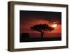 Tree silhouetted at sunset, Masai Mara, Kenya-Martin Withers-Framed Premium Photographic Print