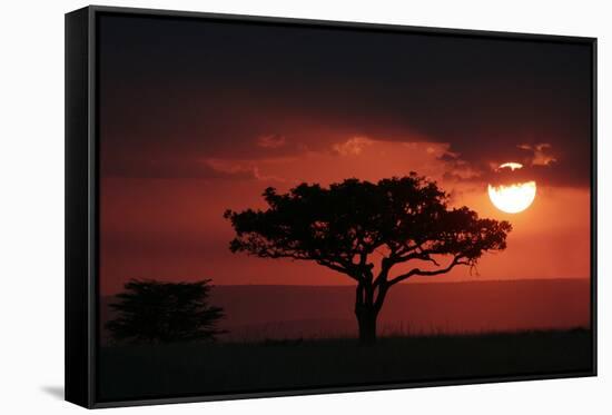 Tree silhouetted at sunset, Masai Mara, Kenya-Martin Withers-Framed Stretched Canvas