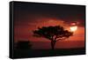 Tree silhouetted at sunset, Masai Mara, Kenya-Martin Withers-Framed Stretched Canvas