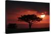 Tree silhouetted at sunset, Masai Mara, Kenya-Martin Withers-Stretched Canvas