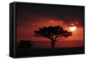 Tree silhouetted at sunset, Masai Mara, Kenya-Martin Withers-Framed Stretched Canvas