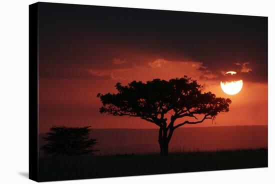 Tree silhouetted at sunset, Masai Mara, Kenya-Martin Withers-Stretched Canvas