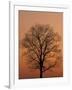 Tree Silhouetted During Winter Sunset, Kentucky, USA-Adam Jones-Framed Photographic Print