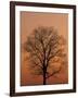 Tree Silhouetted During Winter Sunset, Kentucky, USA-Adam Jones-Framed Photographic Print