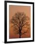 Tree Silhouetted During Winter Sunset, Kentucky, USA-Adam Jones-Framed Photographic Print