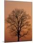 Tree Silhouetted During Winter Sunset, Kentucky, USA-Adam Jones-Mounted Photographic Print