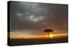 Tree silhouetted in savannah habitat at sunset, Masai Mara, Kenya-David Tipling-Stretched Canvas
