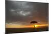 Tree silhouetted in savannah habitat at sunset, Masai Mara, Kenya-David Tipling-Mounted Photographic Print