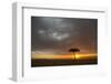 Tree silhouetted in savannah habitat at sunset, Masai Mara, Kenya-David Tipling-Framed Photographic Print