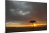 Tree silhouetted in savannah habitat at sunset, Masai Mara, Kenya-David Tipling-Mounted Photographic Print