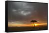 Tree silhouetted in savannah habitat at sunset, Masai Mara, Kenya-David Tipling-Framed Stretched Canvas