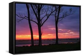 Tree Silhouettes at Sunrise, Maine Coast-Vincent James-Framed Stretched Canvas