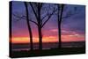 Tree Silhouettes at Sunrise, Maine Coast-Vincent James-Stretched Canvas