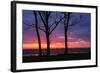 Tree Silhouettes at Sunrise, Maine Coast-Vincent James-Framed Photographic Print