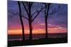 Tree Silhouettes at Sunrise, Maine Coast-Vincent James-Mounted Photographic Print