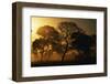 Tree Silhouettes-W. Perry Conway-Framed Photographic Print