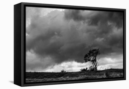 Tree Sillouette-Brenda Petrella Photography LLC-Framed Stretched Canvas