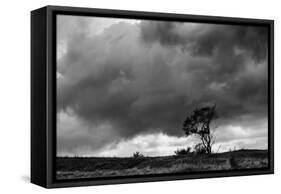 Tree Sillouette-Brenda Petrella Photography LLC-Framed Stretched Canvas