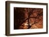 Tree Silouette Foggy Night-Klattu-Framed Photographic Print