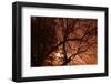 Tree Silouette Foggy Night-Klattu-Framed Photographic Print