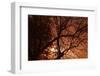 Tree Silouette Foggy Night-Klattu-Framed Photographic Print