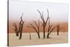 Tree Skeleton-Grobler du Preez-Stretched Canvas