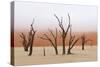 Tree Skeleton-Grobler du Preez-Stretched Canvas