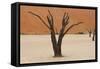 Tree Skeleton-Grobler du Preez-Framed Stretched Canvas