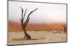 Tree Skeleton-Grobler du Preez-Mounted Photographic Print