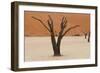 Tree Skeleton-Grobler du Preez-Framed Photographic Print