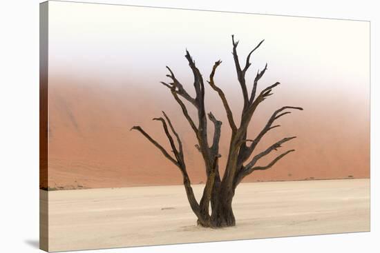 Tree Skeletons, Deadvlei, Namibia-Grobler du Preez-Stretched Canvas