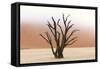 Tree Skeletons, Deadvlei, Namibia-Grobler du Preez-Framed Stretched Canvas