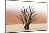 Tree Skeletons, Deadvlei, Namibia-Grobler du Preez-Mounted Photographic Print