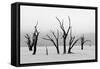 Tree Skeletons in Monochrome, Deadvlei, Namibia-Grobler du Preez-Framed Stretched Canvas