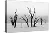 Tree Skeletons in Monochrome, Deadvlei, Namibia-Grobler du Preez-Stretched Canvas