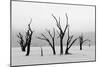 Tree Skeletons in Monochrome, Deadvlei, Namibia-Grobler du Preez-Mounted Photographic Print