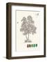 Tree Sketch - Birch-Maria Mendez-Framed Art Print