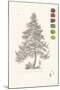 Tree Sketch - Larch-Maria Mendez-Mounted Giclee Print