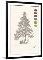 Tree Sketch - Larch-Maria Mendez-Framed Giclee Print