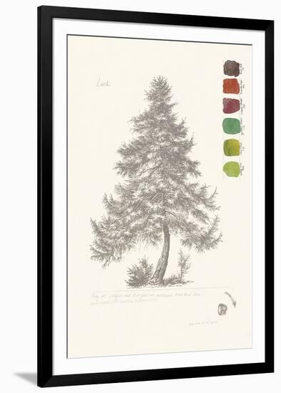 Tree Sketch - Larch-Maria Mendez-Framed Giclee Print