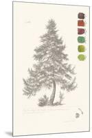 Tree Sketch - Larch-Maria Mendez-Mounted Giclee Print