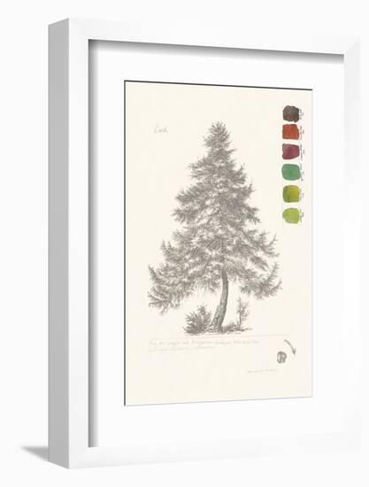 Tree Sketch - Larch-Maria Mendez-Framed Art Print