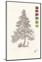 Tree Sketch - Larch-Maria Mendez-Mounted Art Print