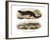 Tree Skink-null-Framed Giclee Print