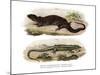 Tree Skink-null-Mounted Giclee Print