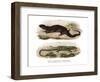 Tree Skink-null-Framed Giclee Print