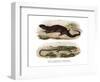 Tree Skink-null-Framed Giclee Print